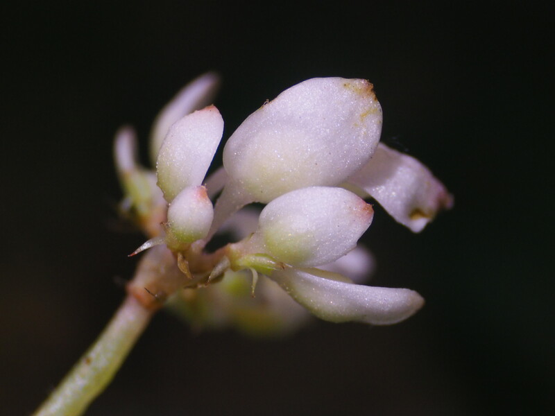 Begonia flower