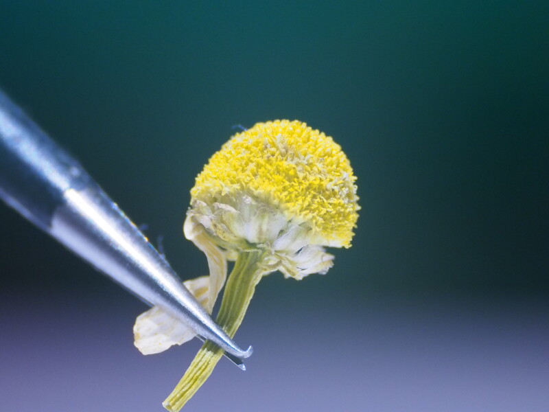 Dried chamomile flower