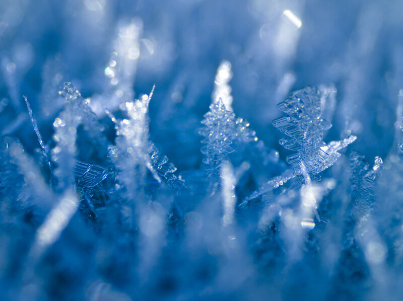 Forest of ice crystals.