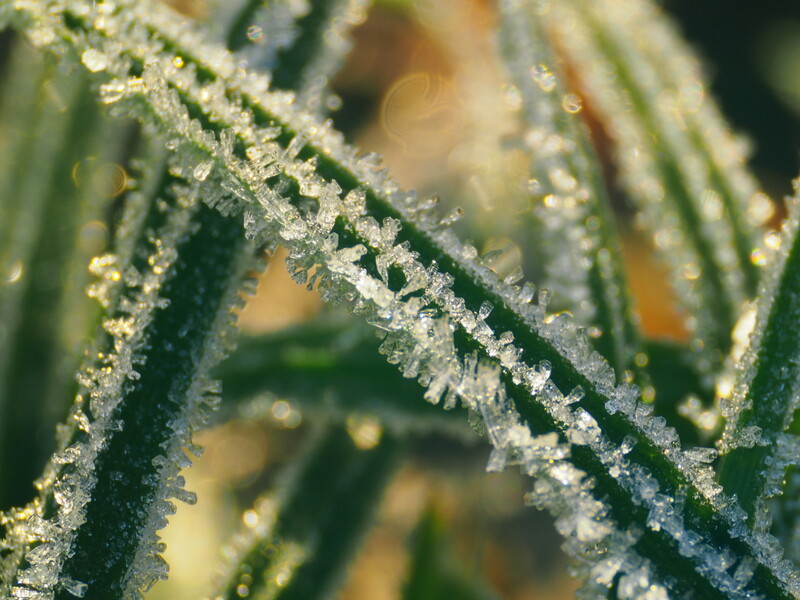 Ice crystals on a blade of grass