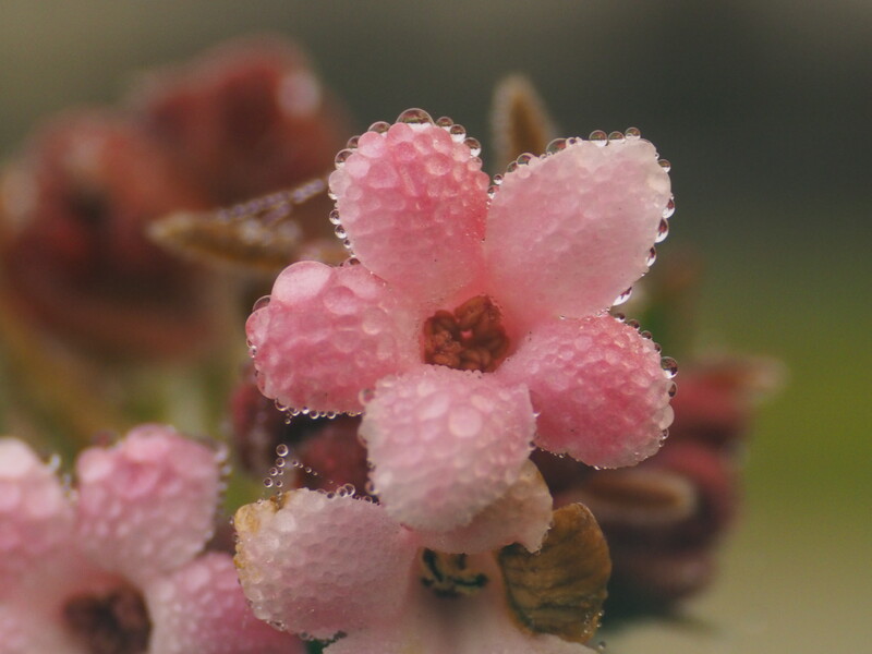 A pink flower with water droplets.